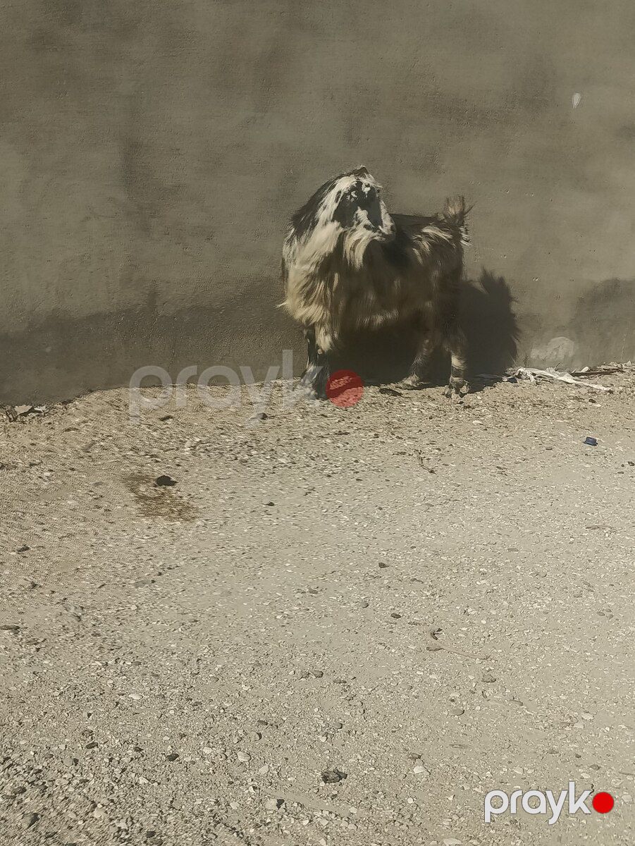 Keçi — Kənd təsərrüfatı heyvanları, Bakı (4)