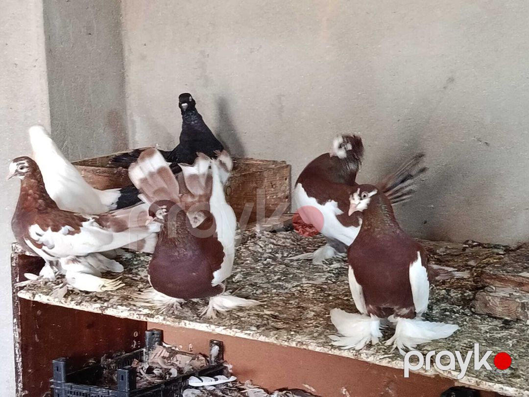 Göyərçinlər — Quşlar, Bakı (7)