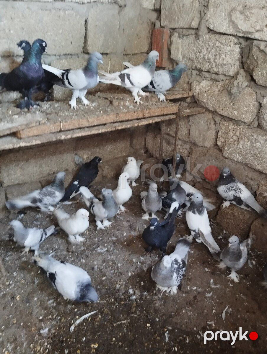 Göyərçin — Quşlar, Bakı (2)
