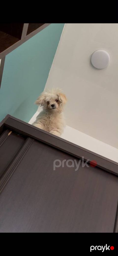 Maltipoo balası — Bakı