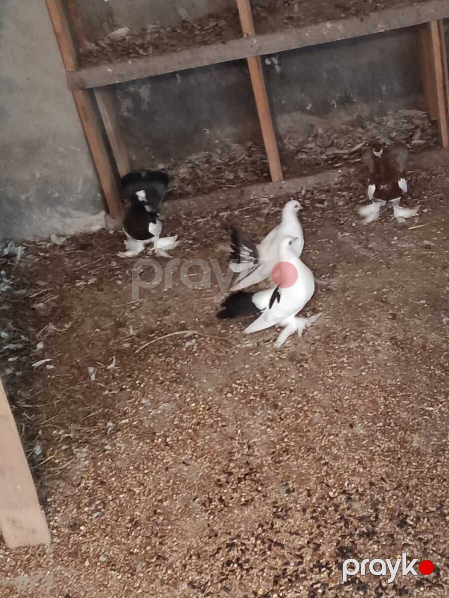 Göyərçinlər — Quşlar, Bakı (11)