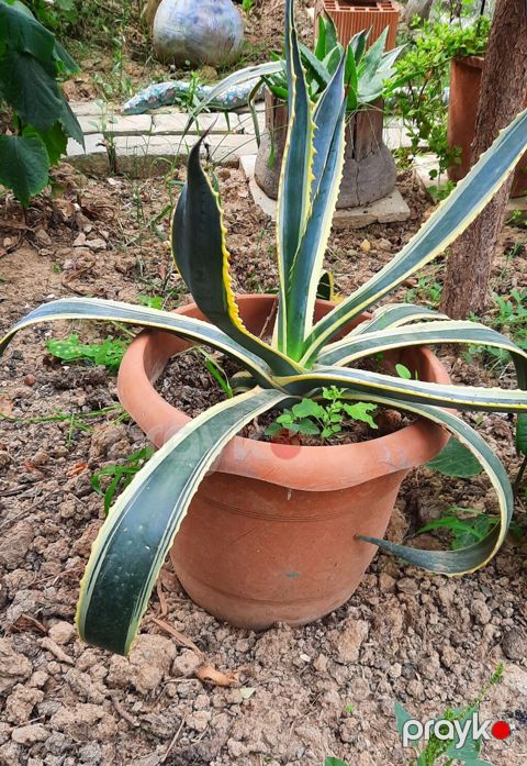 Agave americana ‘Variegata’ – böyük saksıda dekorativ sukkulent — Xırdalan