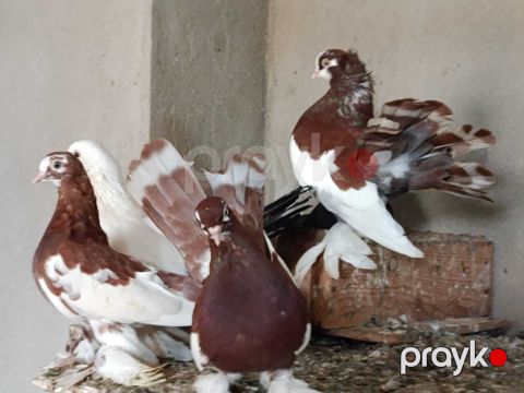 Göyərçinlər — Bakı