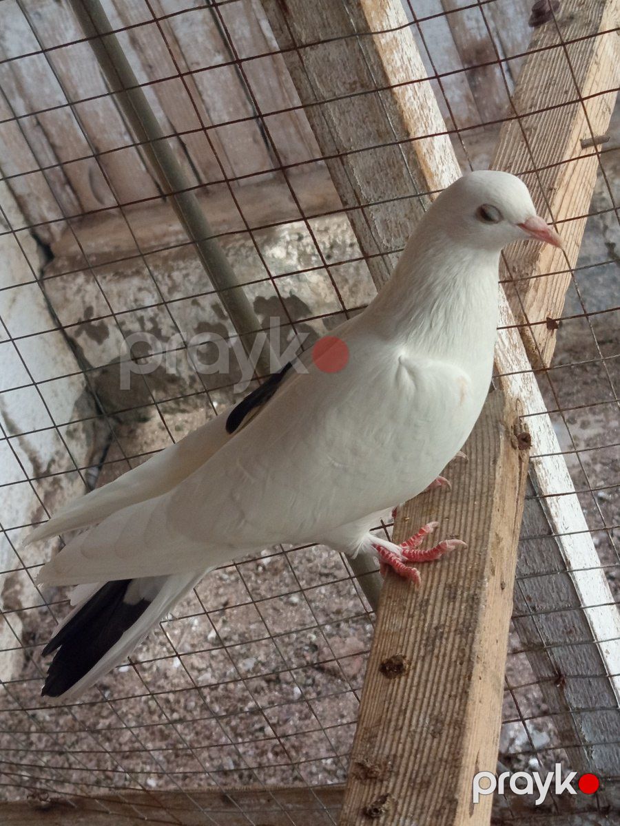 Göyərçin — Quşlar, Bakı (2)