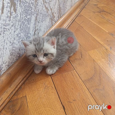 Şinşilla pişiyi — Bakı