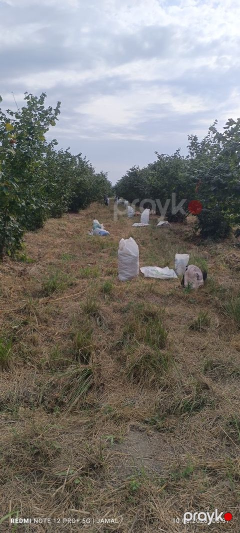 35 sot torpaq sahəsi, Xaçmaz r — Xaçmaz