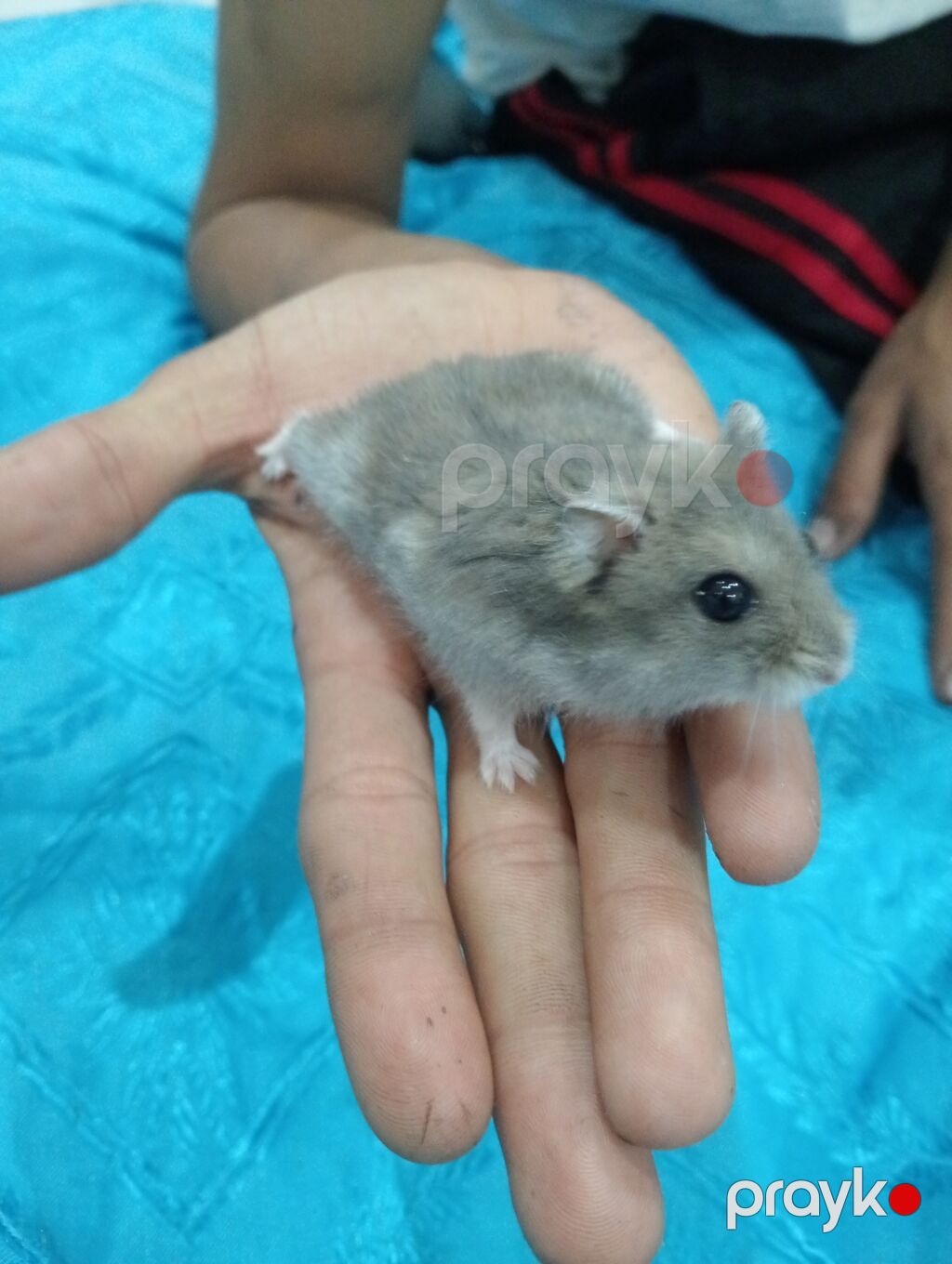 Cırtdan hamsterlər və tam dəst qəfəs Məhsul təsviri: - Növ: cırtdan — Digər heyvanlar, Bakı (2)