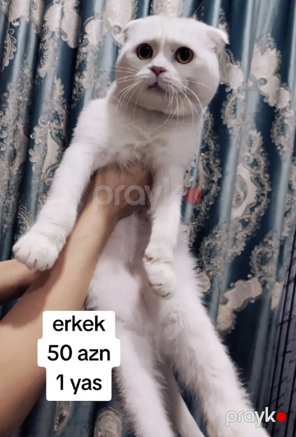 Şotland yastı qulaq, Erkək, Yaxşı əllərə, Ödənişli çatdırılma — Pişiklər, Xırdalan (2)