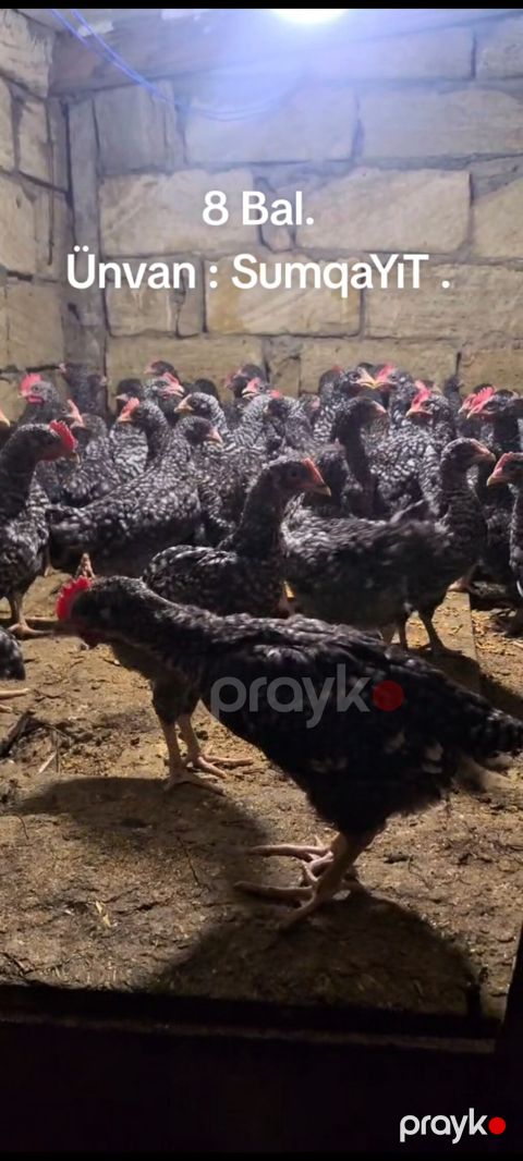 Toyuq, Yumurtalıq, Pulsuz çatdırılma — Sumqayıt