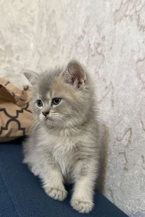 Blue Sinsilla diwi 60 gunluk bala tehvile hazirdir. wp yazin — Digər heyvanlar