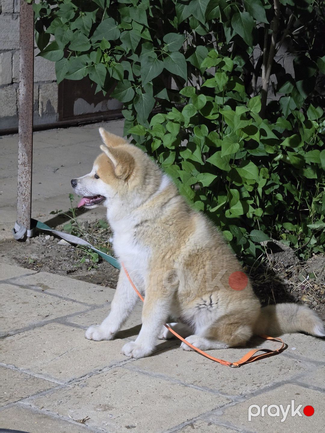 Yapon akita-inu — Köpəklər, Bakı (4)