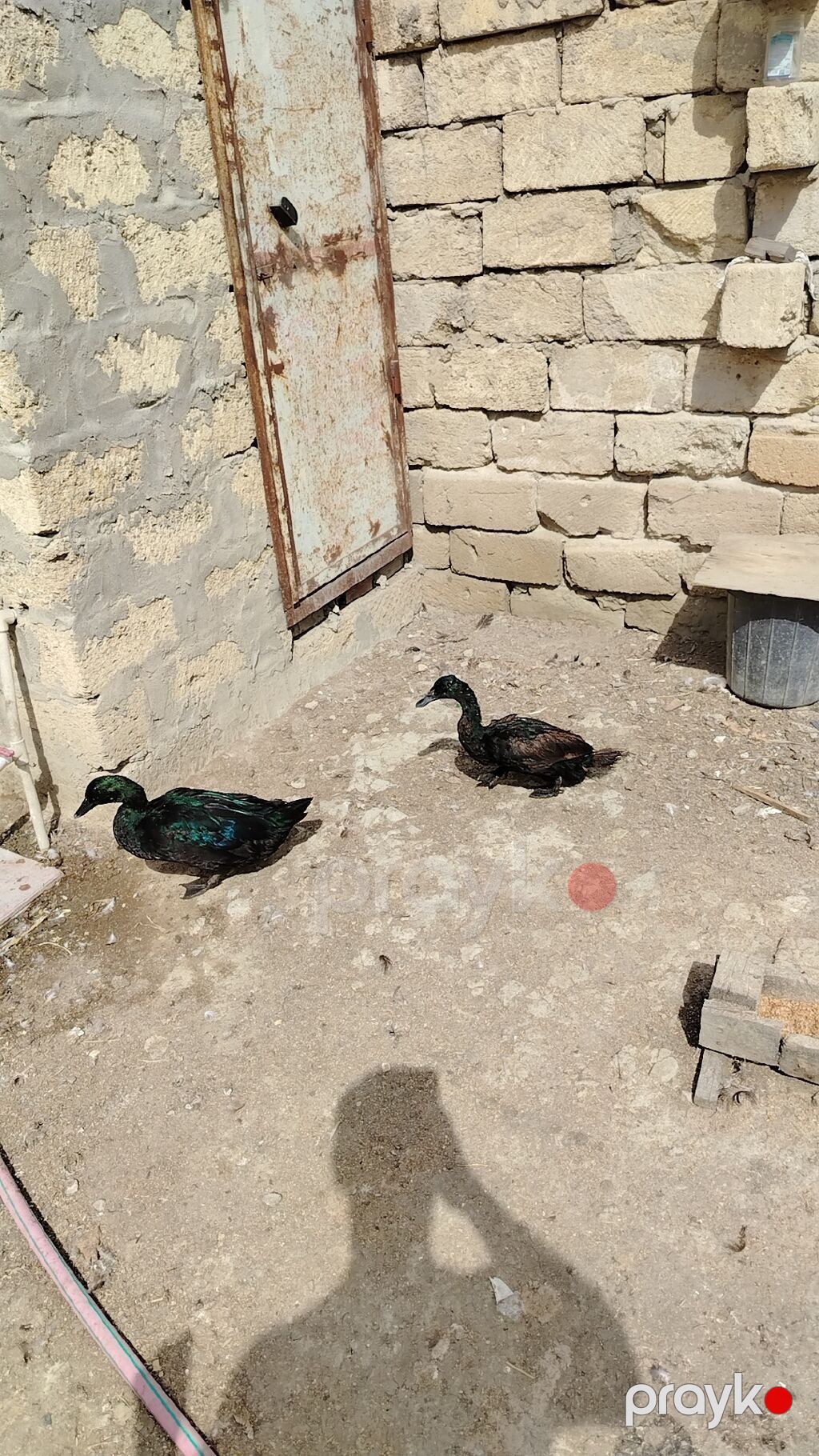Kayuqa ördəkləri – cütlük Real alıcıya endirim olacaq. - Rəng — Digərləri, Masazır (2)