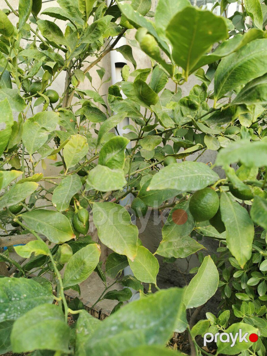 Limon ağacı — Bitkilər, Bakı (3)