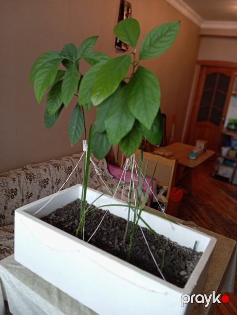 Avokado tingi — Bakı
