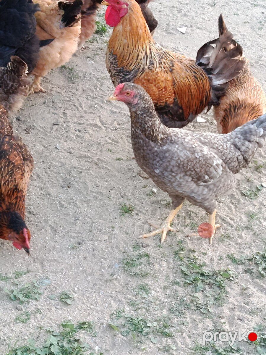 Toyuq və xoruz — Quşlar, Bakı (2)