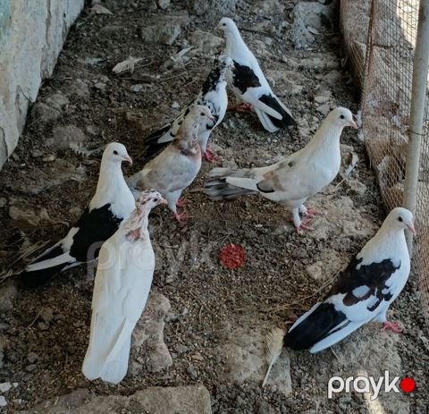 7 eded göyercin satilir son qiymeti 40m istiyen — Pirəkəşkül