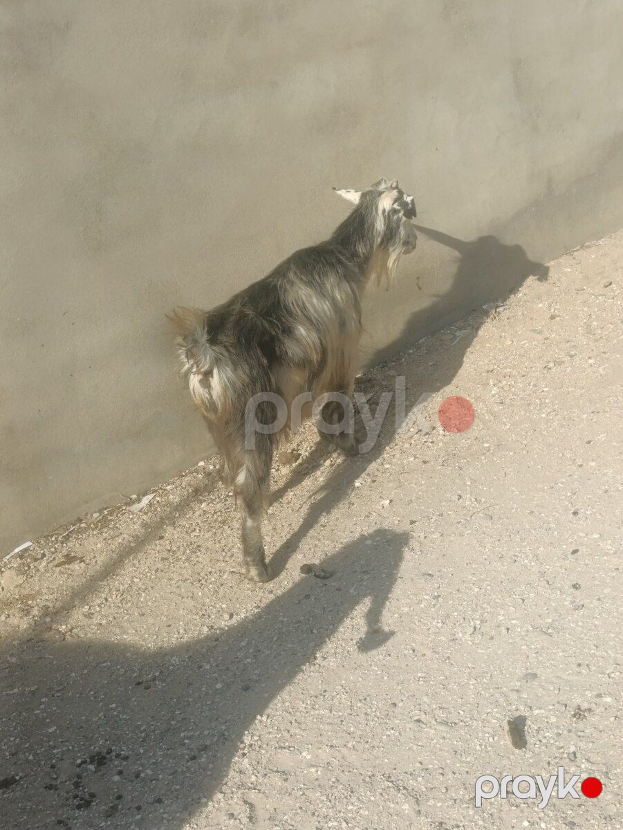 Keçi — Kənd təsərrüfatı heyvanları, Bakı (3)