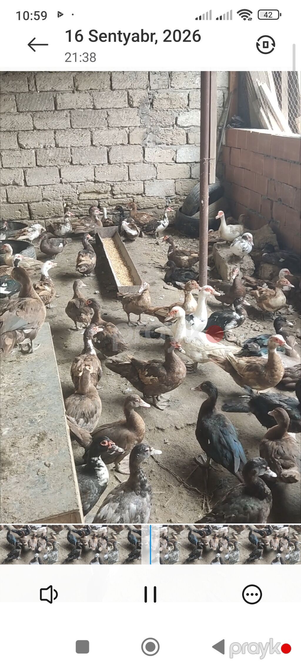 Cins lal ördəklər satılır — Digərləri, Digah (2)