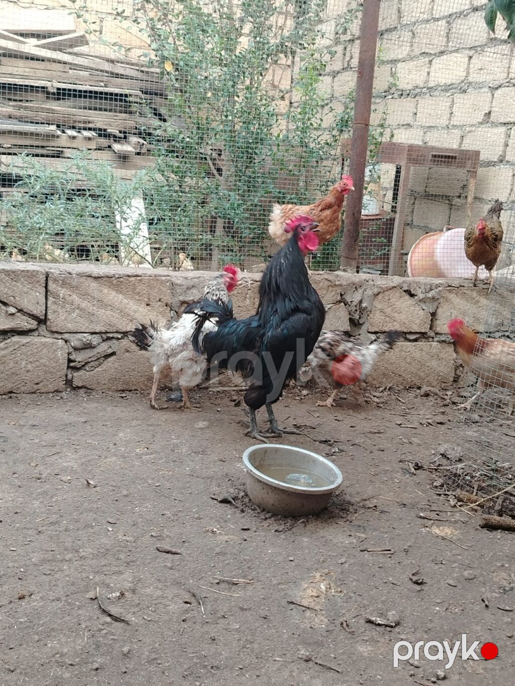 Toyuq, Yumurtalıq — Toyuq və xoruz, Gəncə (3)