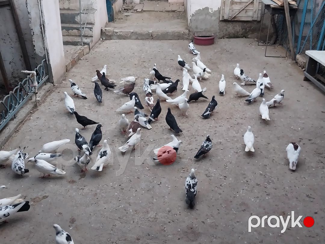 Göyərçinlər — Quşlar, Bakı (6)