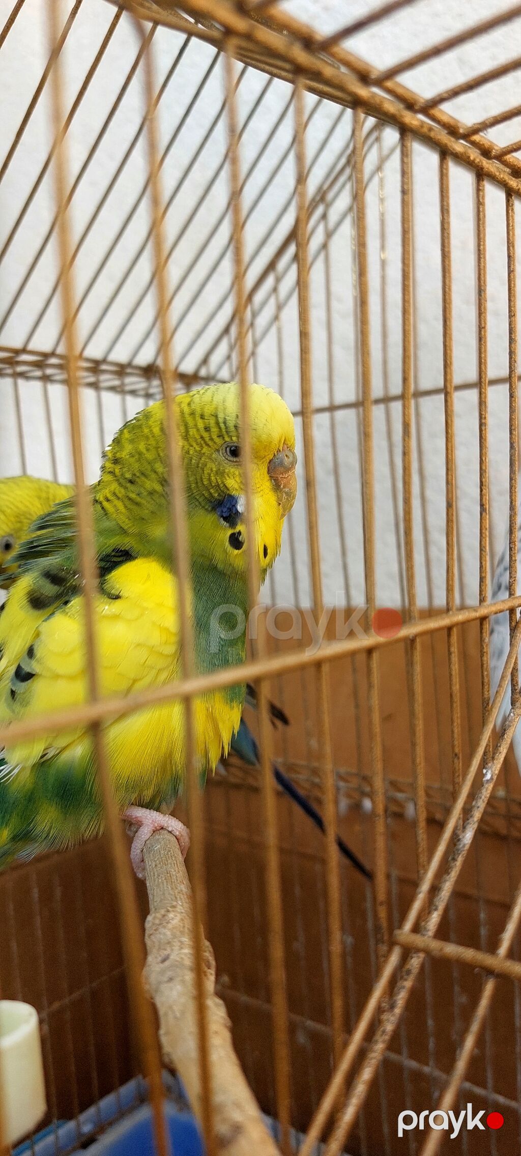 Məhsul: dalmatin və klassik rəng kombinasiyalarında nimfa/budgerigar — Qəfəslər, Lənkəran (5)