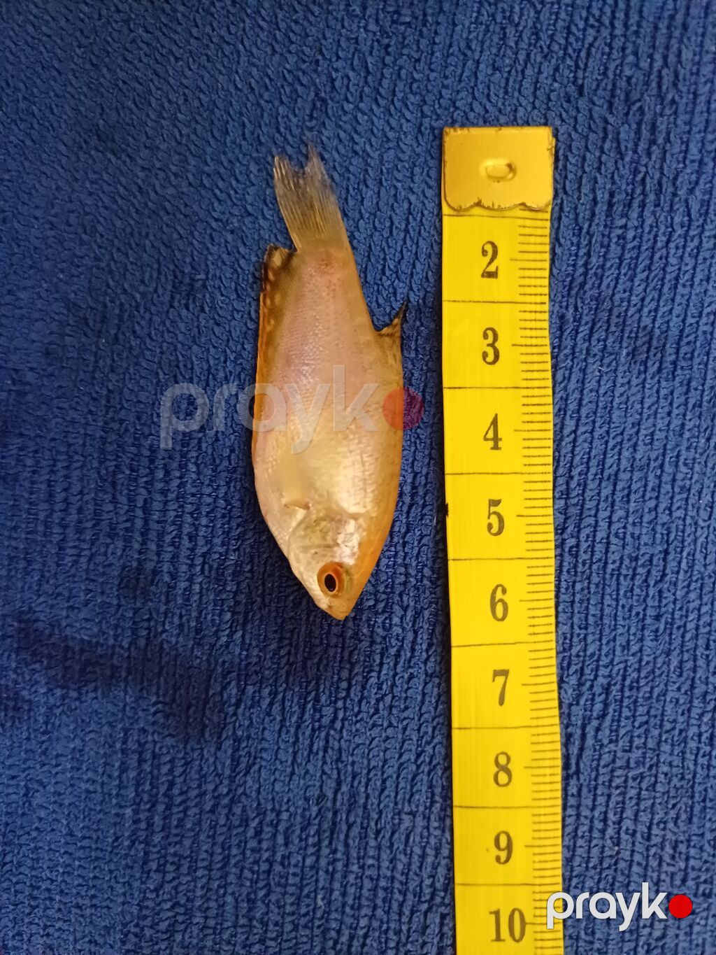 Qurami mirvari zolotoy növü — Akvariumlar və balıqlar, Bakı (2)