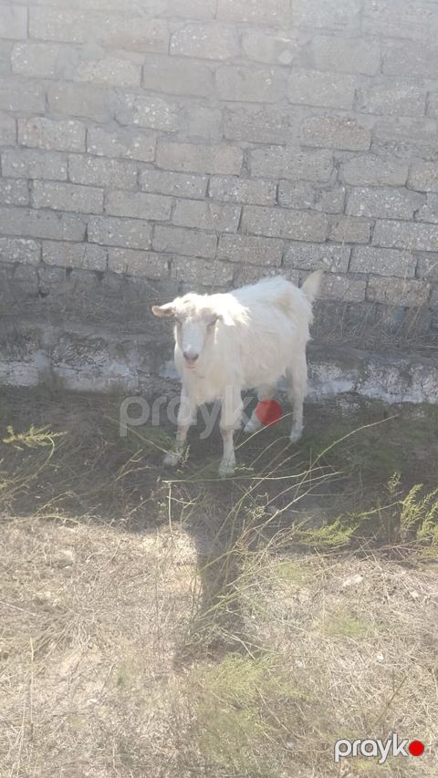 Əvvəla hamıya salam bildiyimə görə boaz olmalıdır yaxşı süd verməyi — Bakı