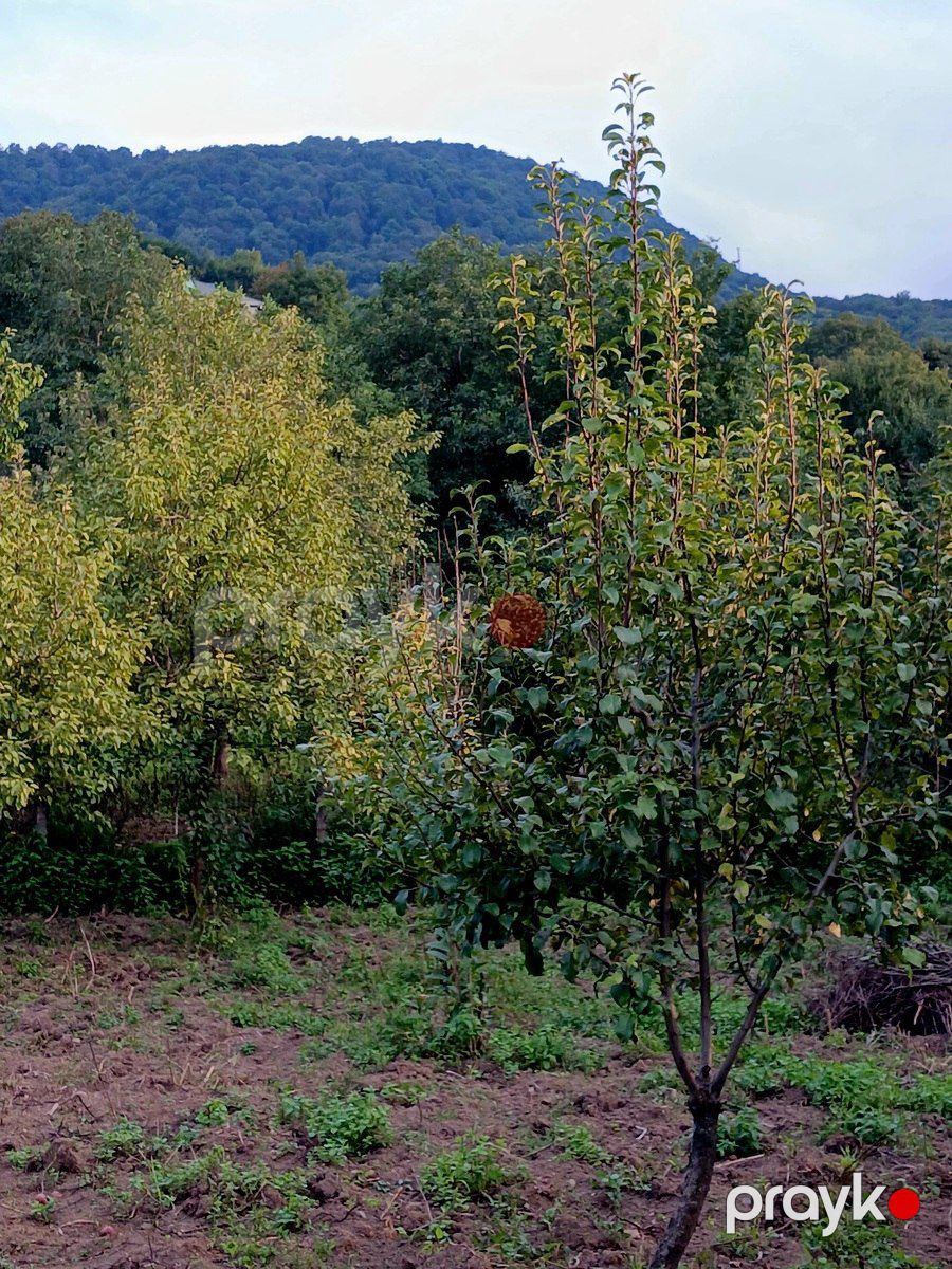 Satılır torpaq 25 sot — Torpaq, Quba (4)