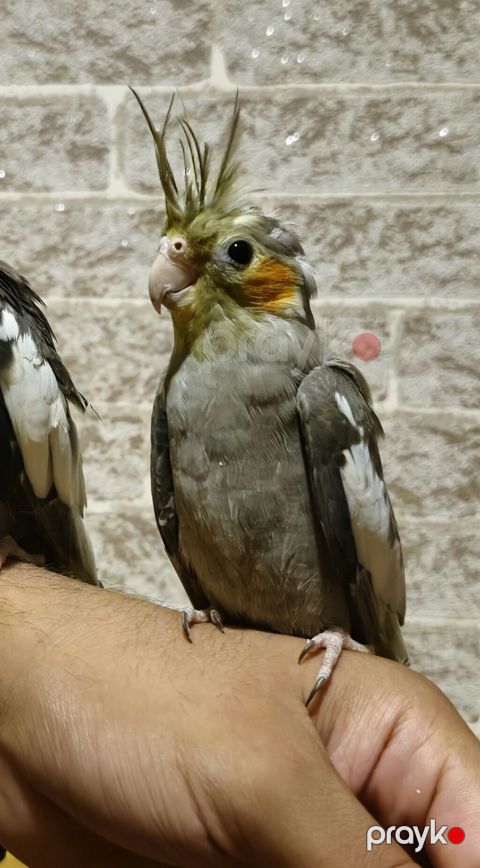 Nimfa (Cockatiel) tutuquşuları – boz-ağ ləkəli lələklər, sarı daraq və — Saray