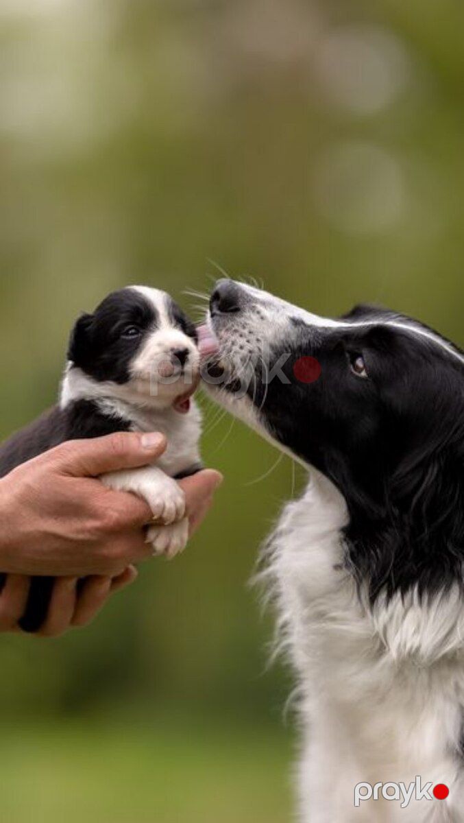 Border collie — Köpəklər, Bakı (6)