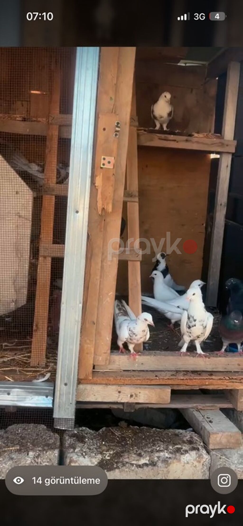 Məhsul: Ev göyərçinləri (bir neçə fərqli rəngdə) Təsvir: - Şəkillərdə — Göyərçin, Digah (2)