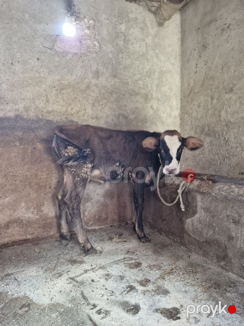 Dana, buzov, Dişi, ay: 4, Damazlıq — Kənd təsərrüfatı heyvanları, Digah (5)