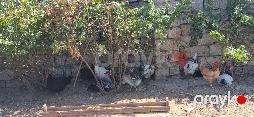 Toyuq, Yumurtalıq — Toyuq və xoruz, Digah (2)