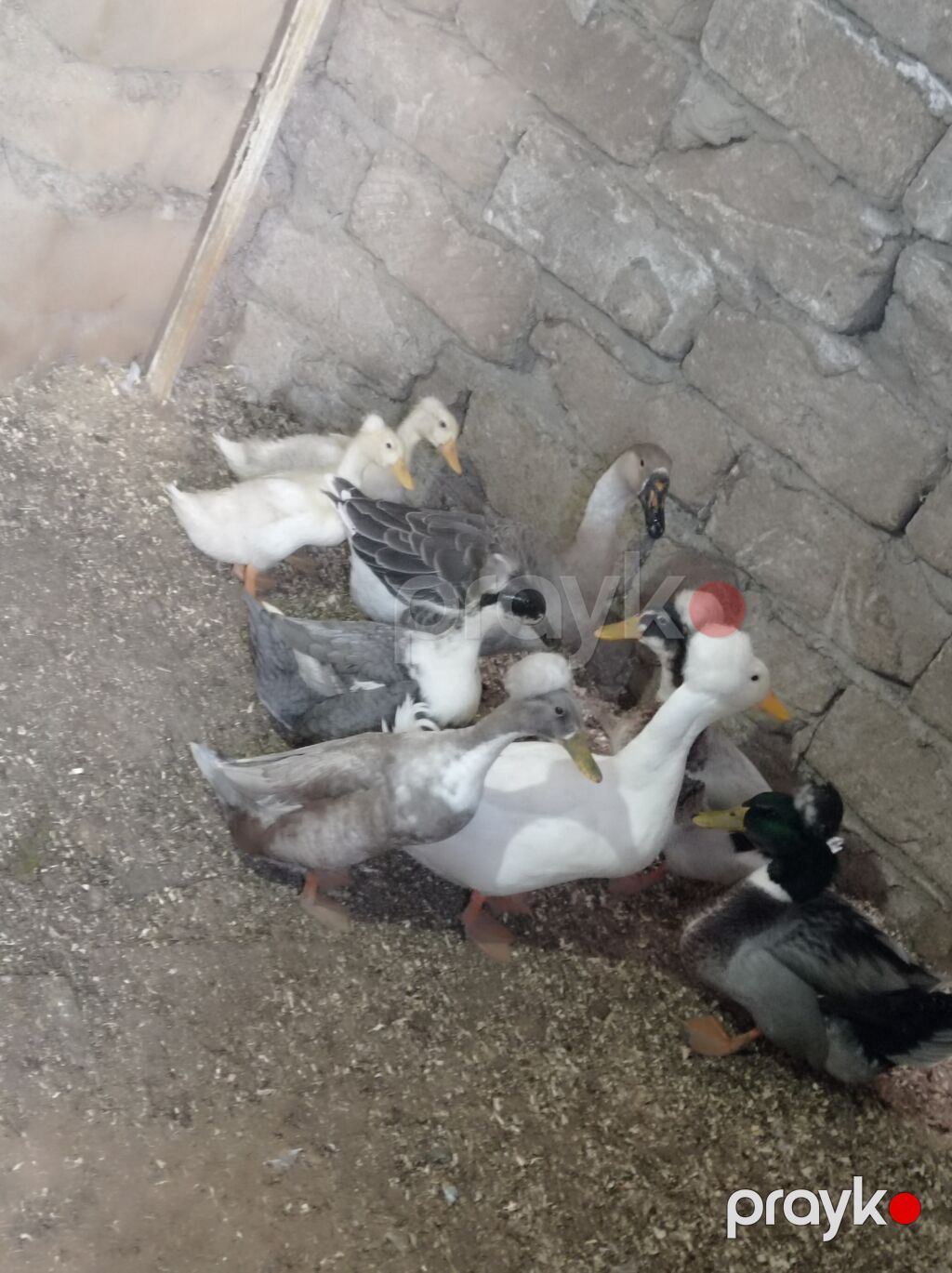 Salam 4 Erkey 1 dişidi hamsida kekilidi 2 dene de 2 ay yarımlıq — Digərləri, Digah (4)
