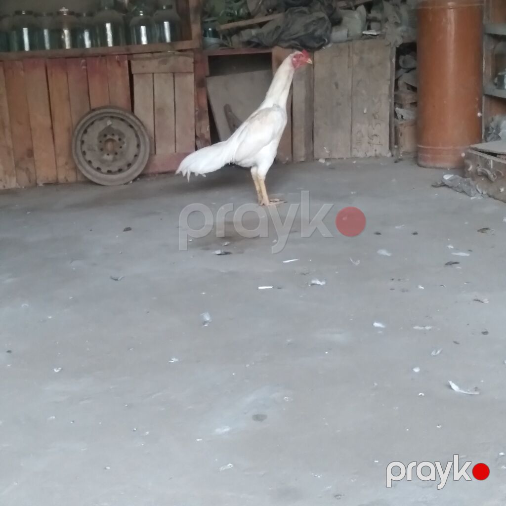 Xoruz, Heyratı, il: 1, Ünvandan götürmə — Toyuq və xoruz, Bakı (3)