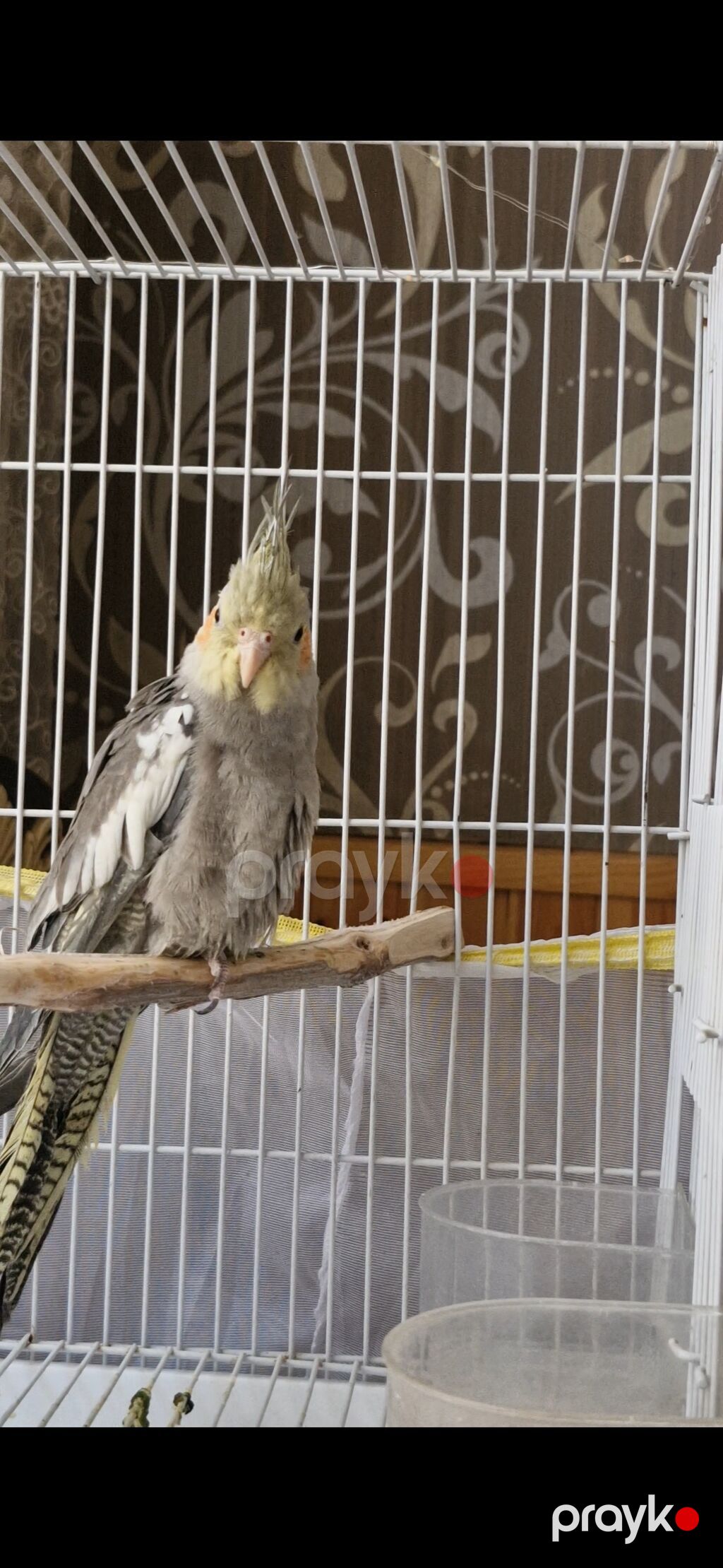 Nimfa (Cockatiel) tutuquşuları – boz-ağ ləkəli lələklər, sarı daraq və — Tutyun papağayı, Saray (3)
