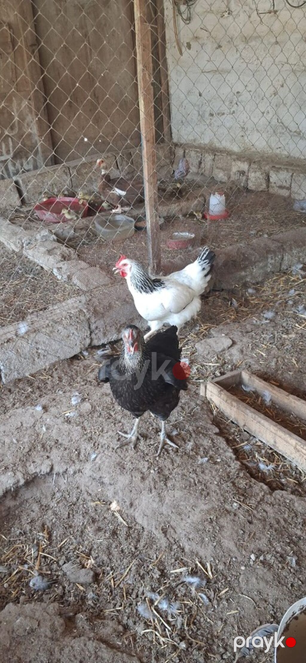 Toyuq, Yumurtalıq — Toyuq və xoruz, Digah (3)