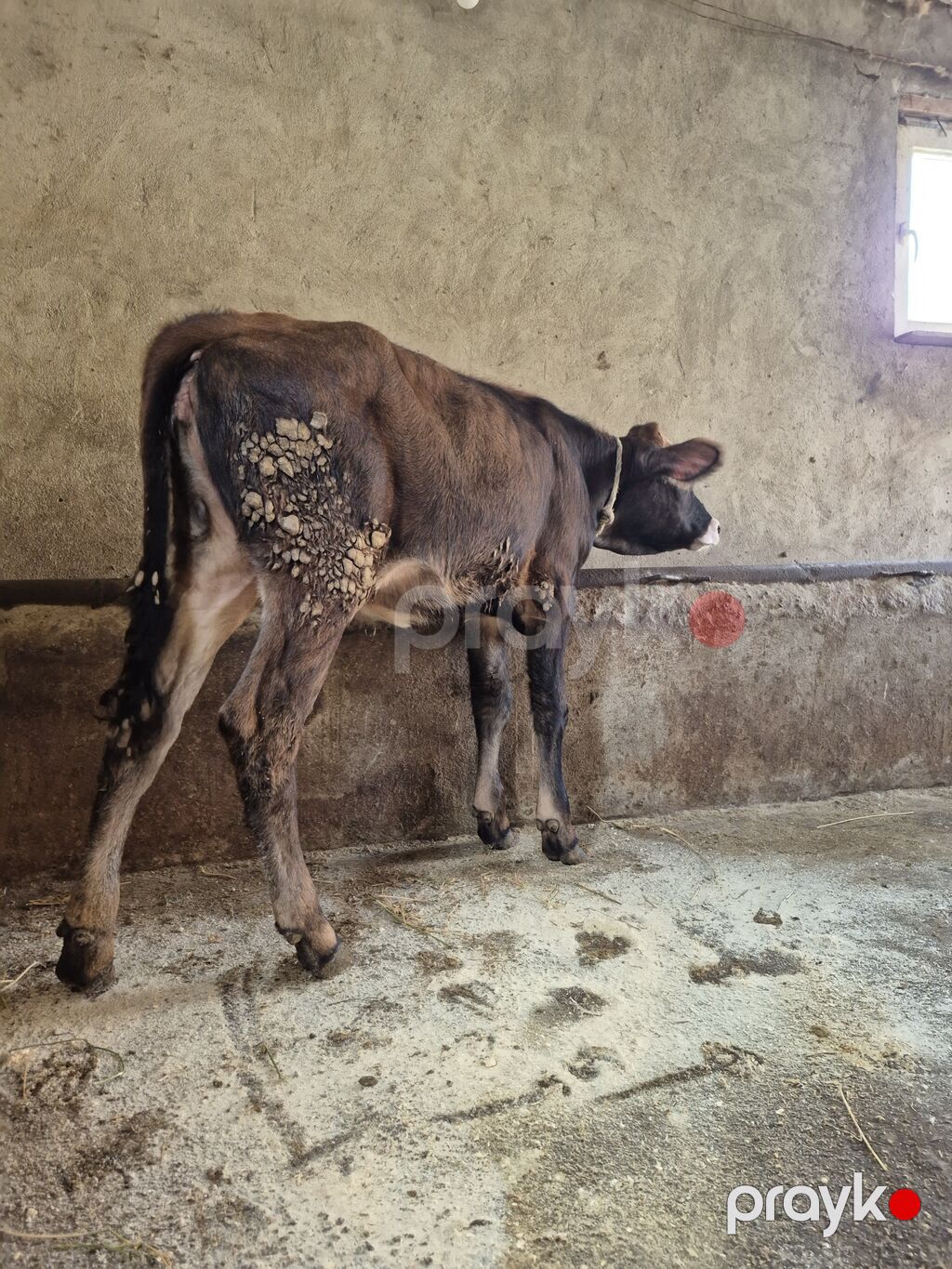 Dana, buzov, Dişi, ay: 4, Damazlıq — Kənd təsərrüfatı heyvanları, Digah (4)