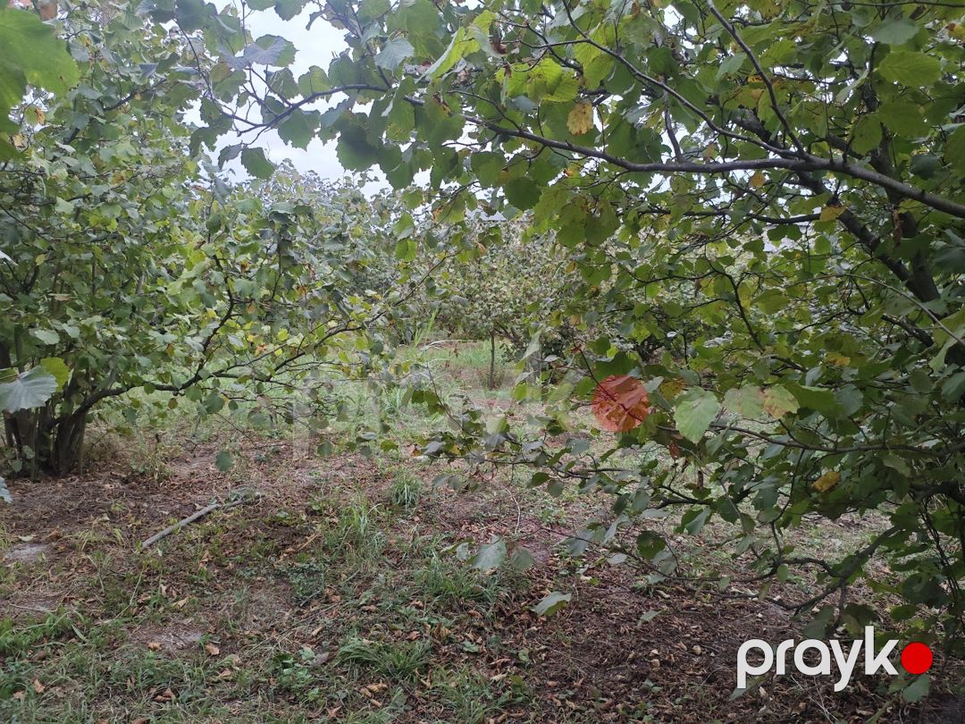 14 sot torpaq sahəsi, Xaçmaz r — Torpaq, Xaçmaz (5)