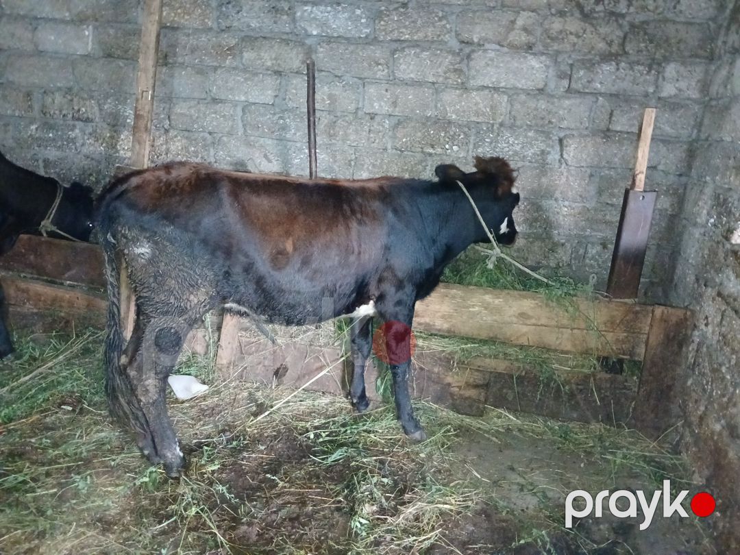 Dana — Kənd təsərrüfatı heyvanları, Xaçmaz (2)