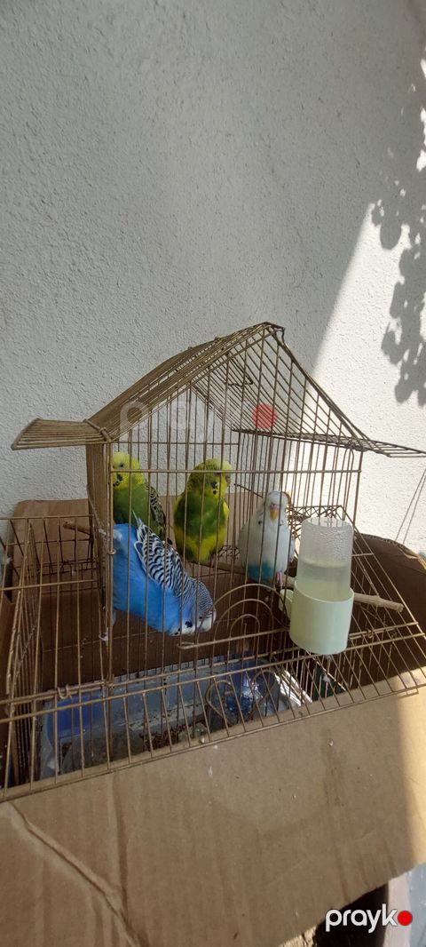 Məhsul: dalmatin və klassik rəng kombinasiyalarında nimfa/budgerigar — Lənkəran