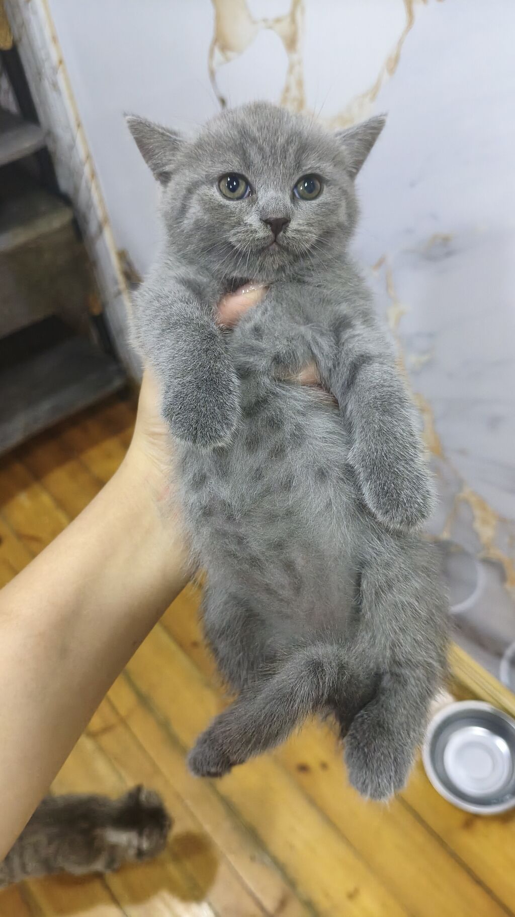 Şinşilla, Erkək, Dişi, Yaxşı əllərə, Ödənişli çatdırılma — Pişiklər, Xırdalan (3)