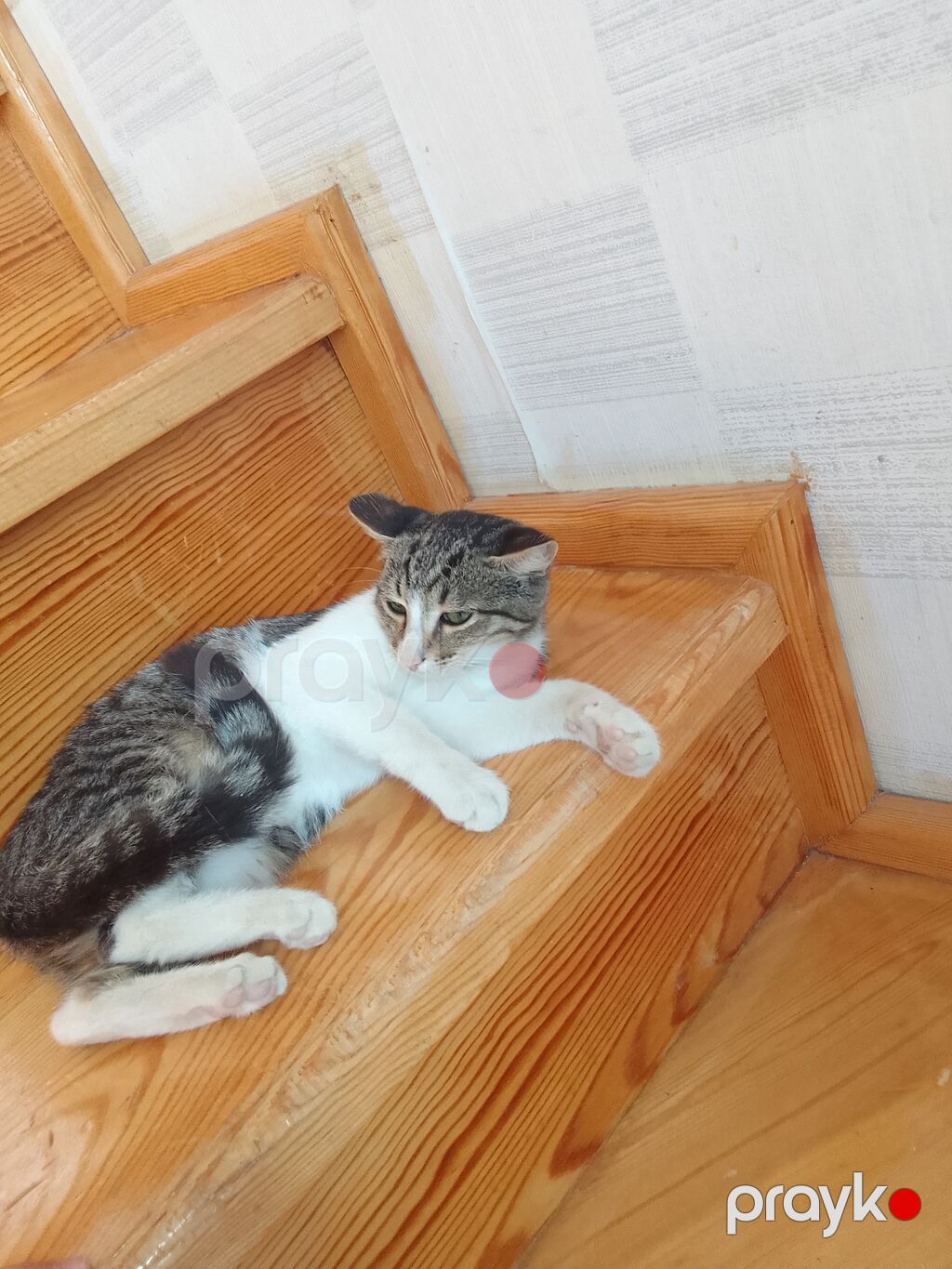 Erkək, Yaxşı əllərə — Pişiklər, Masazır (2)