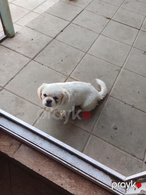 Pekines — Bakı