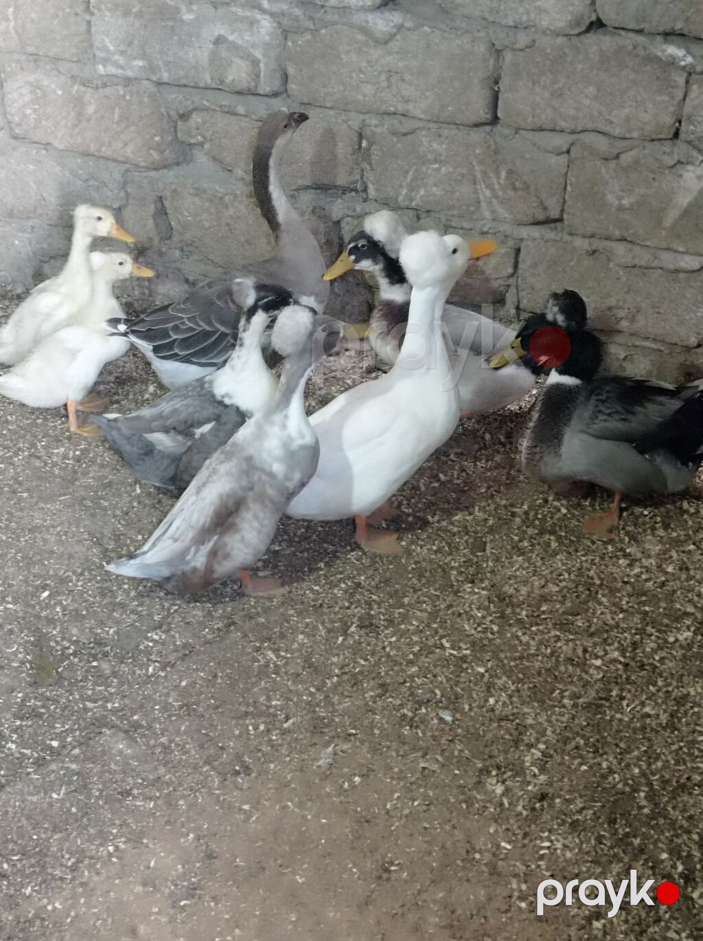 Salam 4 Erkey 1 dişidi hamsida kekilidi 2 dene de 2 ay yarımlıq — Digərləri, Digah (7)