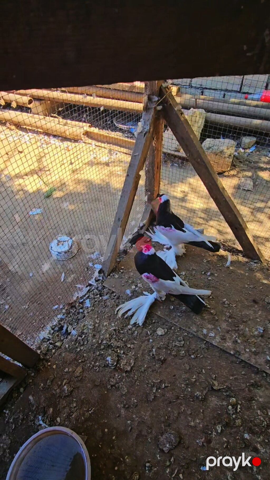 Cüt bəzəkli göyərçinlər - Növ: bəzək məqsədli, uzun paça (saçaqlı) — Göyərçin, Cəlilabad (3)