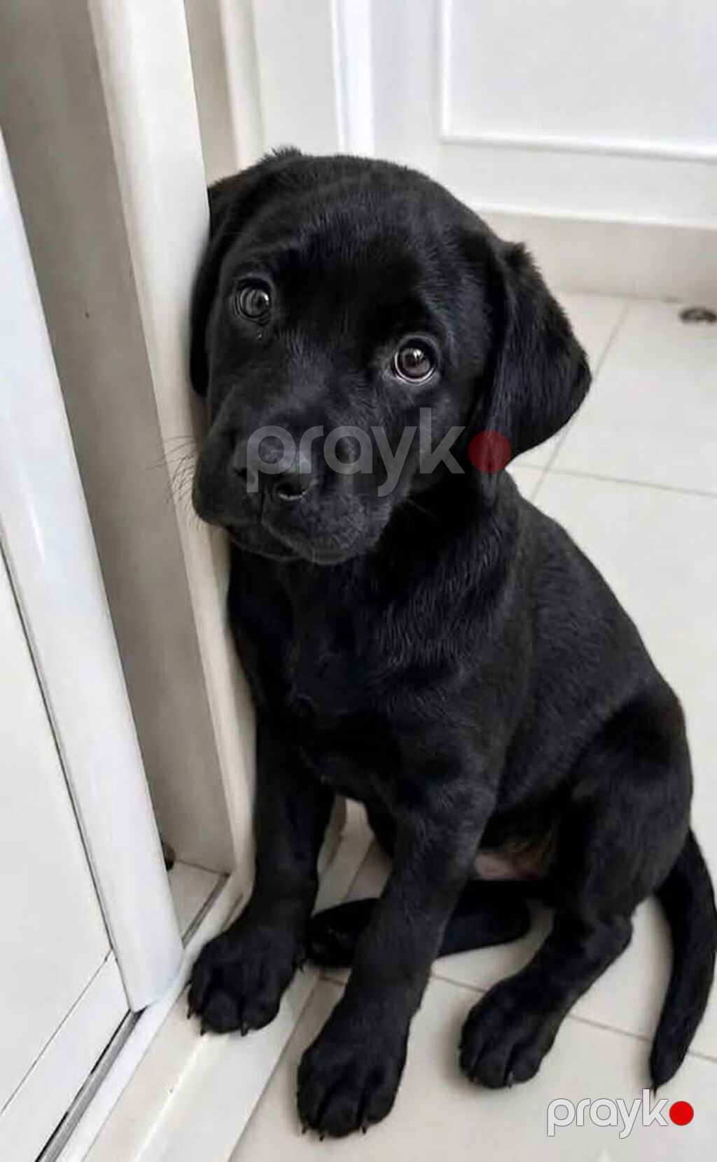 Labrador-retriver, 2 ay, Erkək, Peyvəndli, Ödənişli çatdırılma — Köpəklər, Bakı (3)