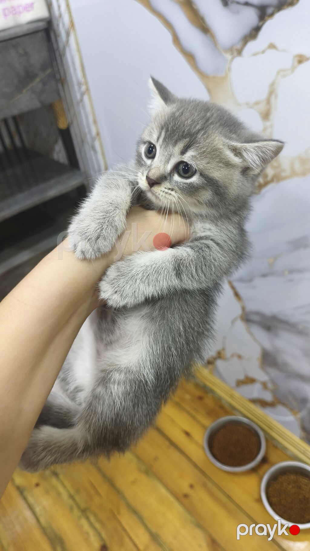 Şinşilla, Erkək, Yaxşı əllərə, Ödənişli çatdırılma — Pişiklər, Xırdalan (7)