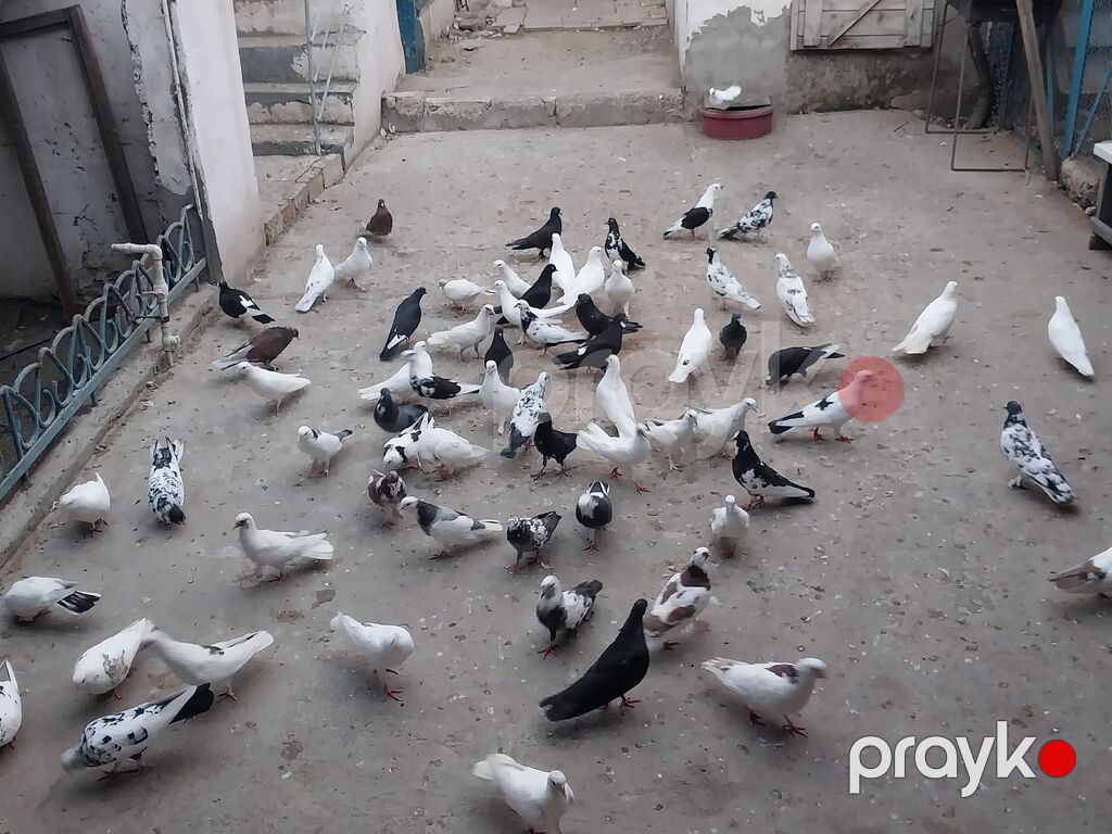 Tek tek 5man ucan guślardi — Göyərçin, Bakı (5)