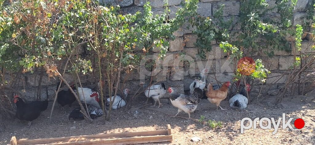 Toyuq, Yumurtalıq — Toyuq və xoruz, Digah (4)